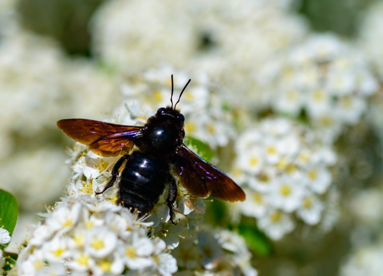 Carpenter Bees: Identification, Key Facts & Behaviors